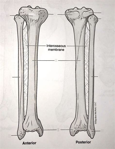 Right Tibia And Fibula Anterior And Posterior View Diagram Diagram