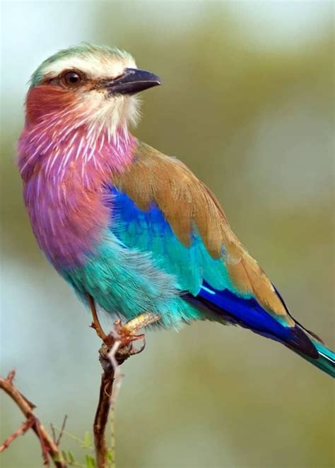 The Lilac Breasted Roller Coracias Caudatus Is An African Member Of The Roller Or Coraciidae