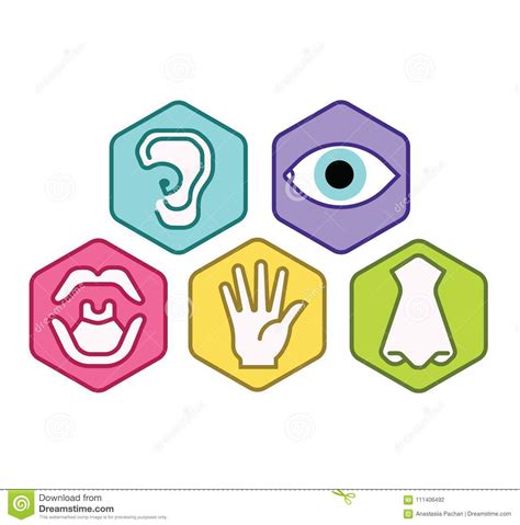 Icon Set Of Five Human Senses Vision Eye Smell Nose Hearing Ear