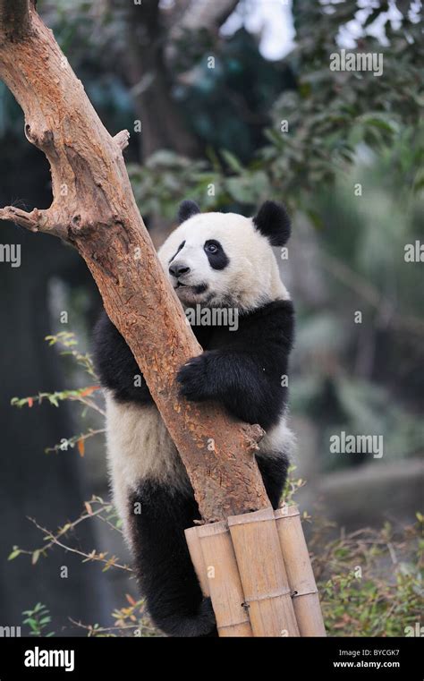 Panda Climbing Tree Stock Photo Alamy