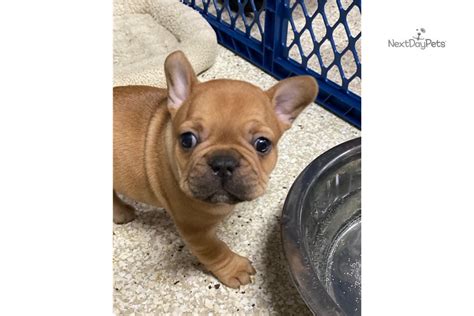 French bulldogs for sale in illinois. Frenchie Puppies: French Bulldog puppy for sale near ...
