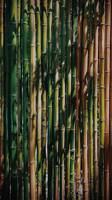 Download Chinese Bamboo Wallpaper
