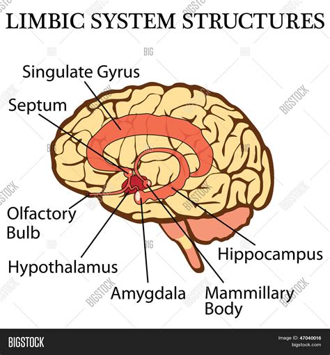 Human Brain Diagram Limbic System Aflam Neeeak Bb8