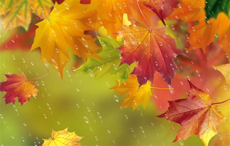 Wallpaper Autumn Leaves Drops Rain Maple Images For Desktop