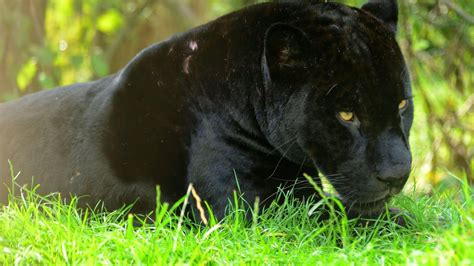 Only the best hd background pictures. Ultra HD Animal Wallpapers 8k 7680x4320 - Wallpaper Cave