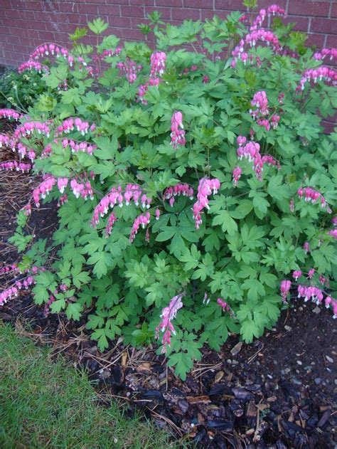 Bleeding Hearts Plant Care And Collection Of Varieties
