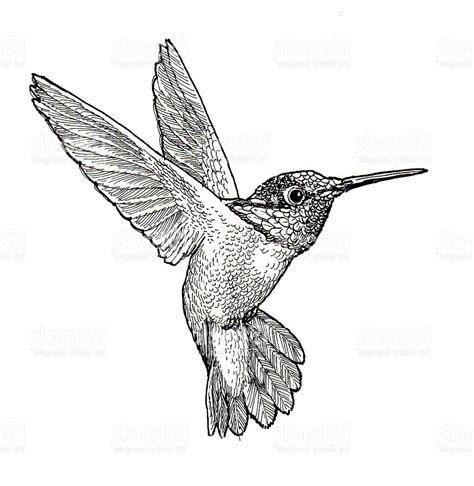Line Drawing Of Hummingbird At Getdrawings Free Download