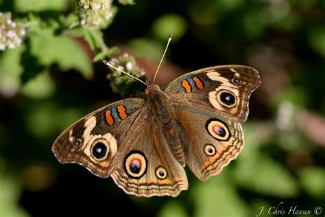 Common Buckeye Butterfly In My Backyard Mendocino County