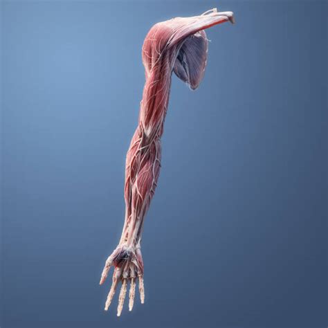 Human Arm Bones And Muscles