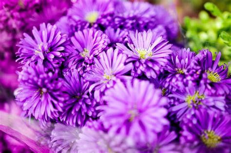 Maybe you would like to learn more about one of these? Small bouquet of purple flowers - Creative Commons Bilder