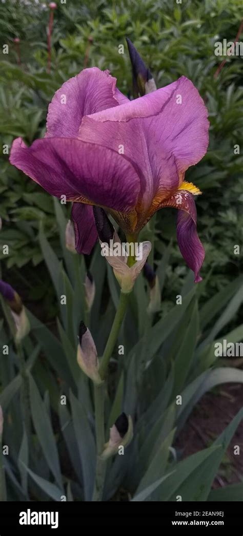 Blooming Pink Iris Flower Stock Photo Alamy