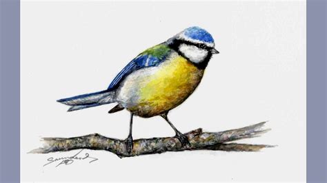Blue Tit Bird Watercolour Speed Painting Youtube