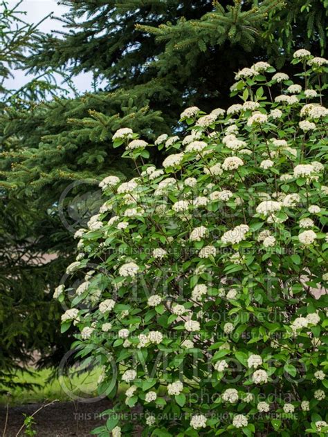 Photo Of Viburnum Mohican Wayfaring Tree Viorne