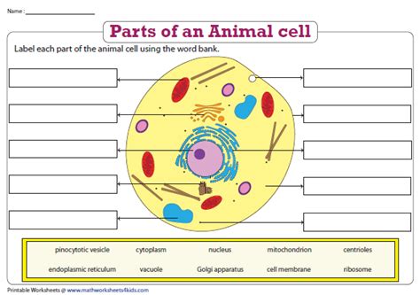 Asked nov 28, 2017 in class ix science by ashu premium (930 points). Label the Parts of an Animal Cell | Cells worksheet ...