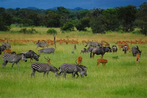 Animales En Las Llanuras De Africa 4529035 Foto De Stock En Vecteezy