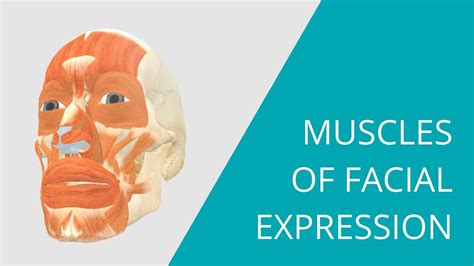 Muscles Of Facial Expression Interactive 3d Anatomy Of The Muscles Of