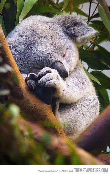 Sleeping Koala Bear Not Really A Bear After All Animals Give Me A