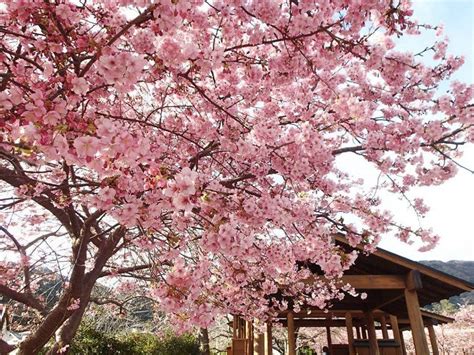 Japan Travel Heres The Cherry Blossom Forecast If Youre Going To