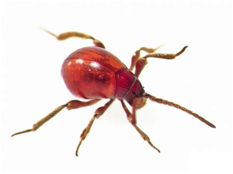 Bugs That Look Like Bed Bugs Pictures Examples