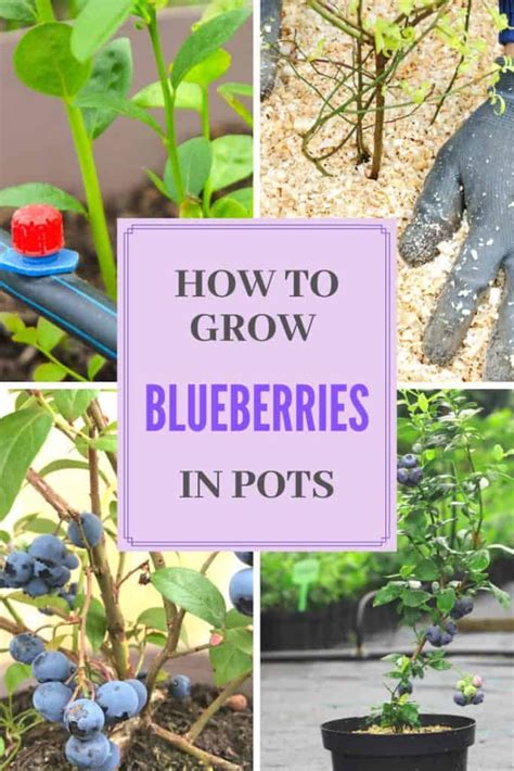 How To Grow Blueberries In Pots Blueberry Gardening Blueberry Plant