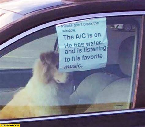 Dog In A Car The Ac Is On He Has Water And Is Listening To His