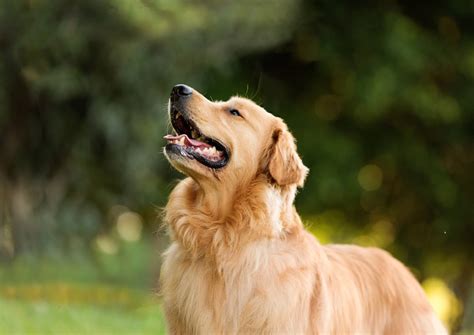 Perros De Casa Lo Que Debes Saber