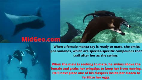 Giant Oceanic Manta Ray Facts And Relevant Information