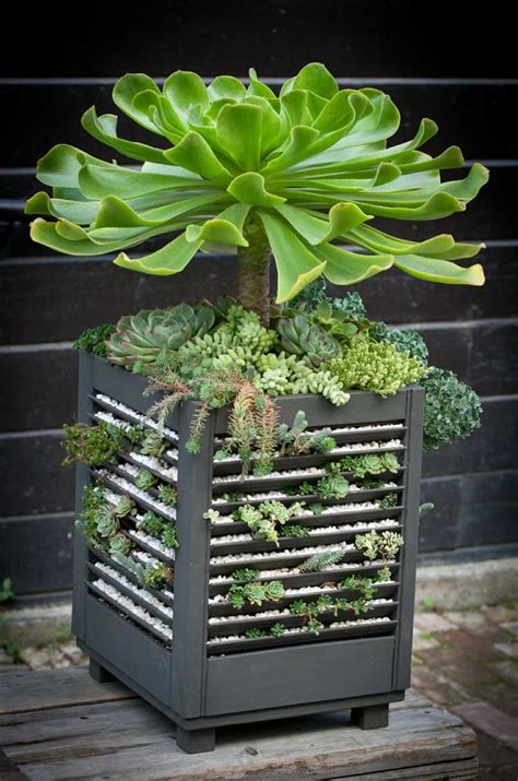 15 Best Indoor Succulent Planting Ideas That Can Beautify Your Home