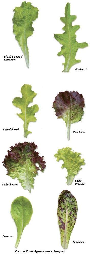Salad leaves are lettuce leaves and leafy herbs, plants and shoots that are used in salads. Pin on New garden
