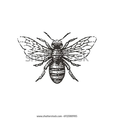 Honey Bee Hand Drawn Engraving Vintage Stock Vector Royalty Free
