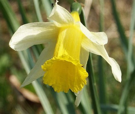 Narcise Narcissus Spp Descriere Ingrijire Inmultire Degradina