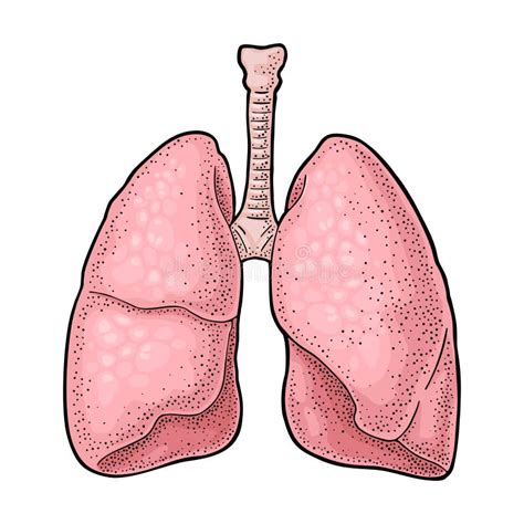 Anatomy Of Lungs Human Respiratory System Stock Illustration