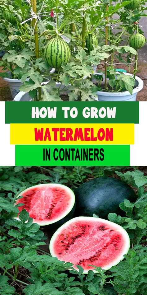 How To Grow Watermelon In Containers How To Grow Watermelon
