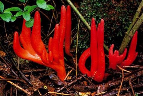 Poisonous Fungus That Is Fatal Has Been Spotted In Australian