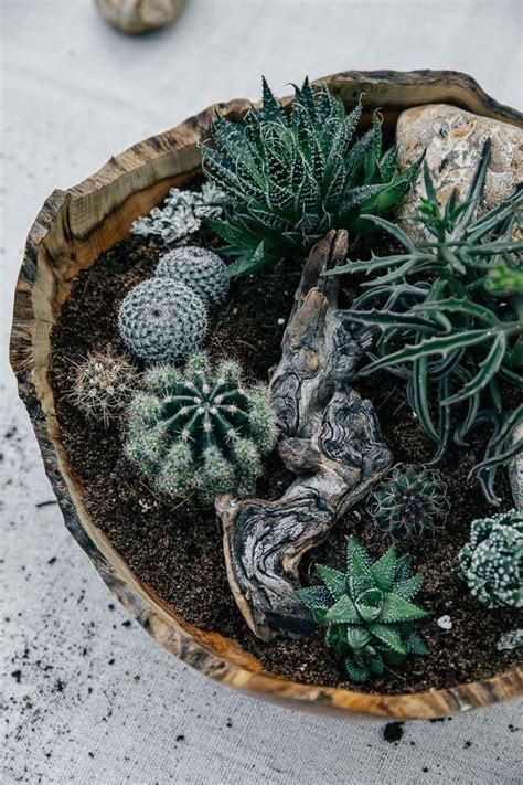 Certain species may be easier than others to propagate. Project — The Desert Landscape | Cacti, succulents, Plants ...