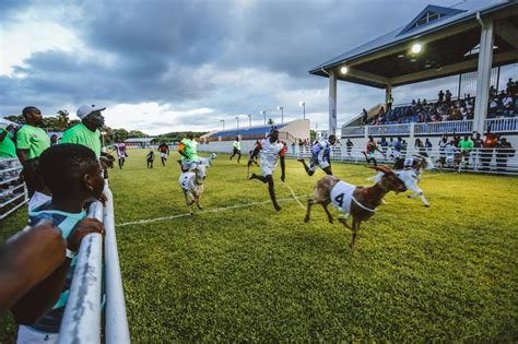 Goat Racing What Is It And Why Its A Big Deal In Tobago Tobago