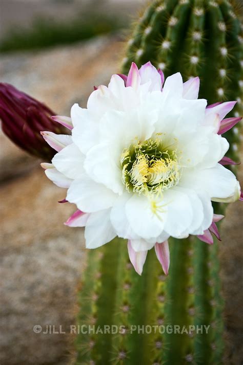 Saguaro Cactus Bloom In Scottsdale Arizona Jill Richards Photography
