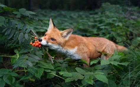 What Do Red Foxes Eat And What Cant They Eat Floofmania