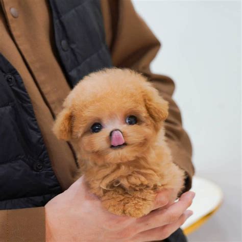 Loha Micro Poodle Female Mini Teacup Puppies Inc