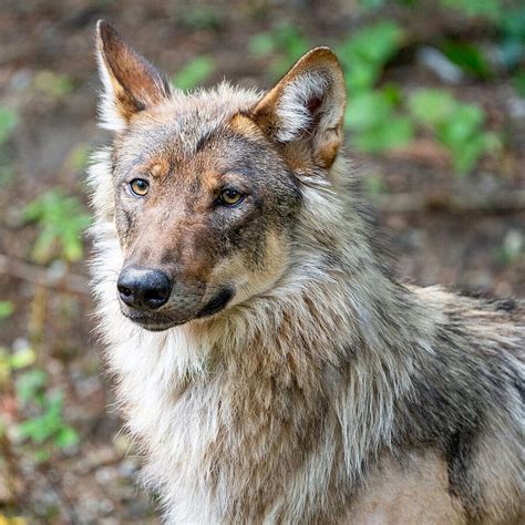 Eurasian Wolf Tierpark Hellabrunn