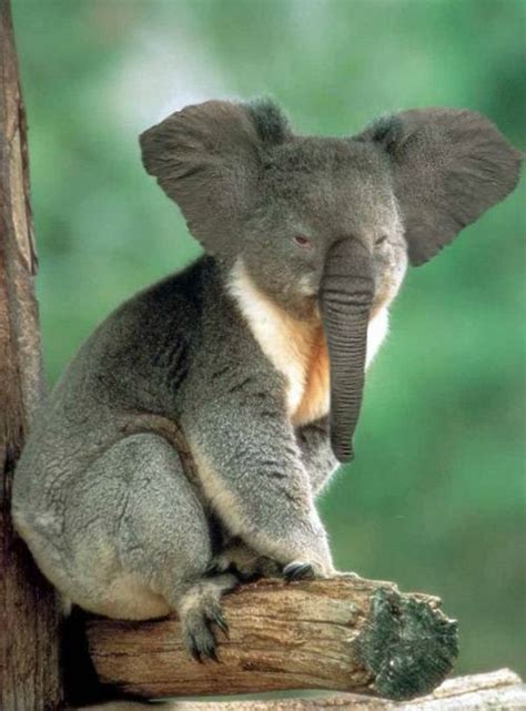 Maybe you would like to learn more about one of these? 20 photos incroyable d'animaux hybride