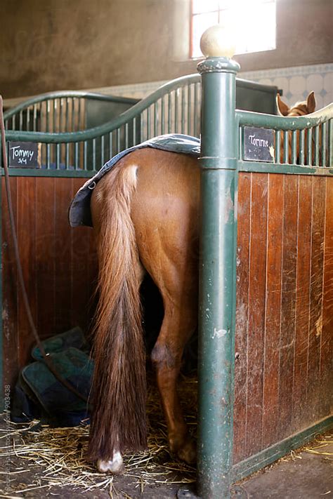 Back Of Horse In Stable By Rene De Haan Stocksy United