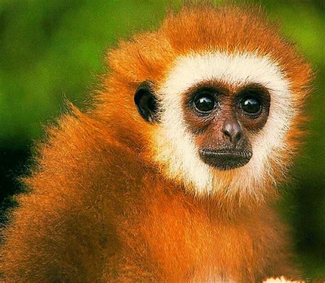 Adorable Monkey The Animals Planet