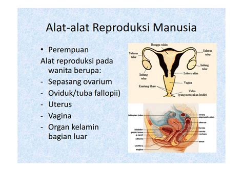 Makalah Biologi Tentang Organ Reproduksi Manusia Sistem Reproduksi
