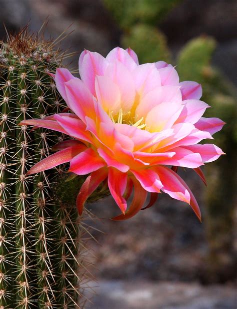 Pink Cereus By Ruth Jolly 500px Postcard Cactus Flower Blooming
