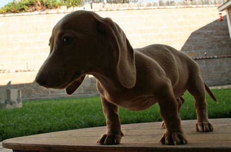 For clarity, all the photos were taken on my favorite mini dachshund lisa. Ruby Rose the Dachshund | Puppies | Daily Puppy