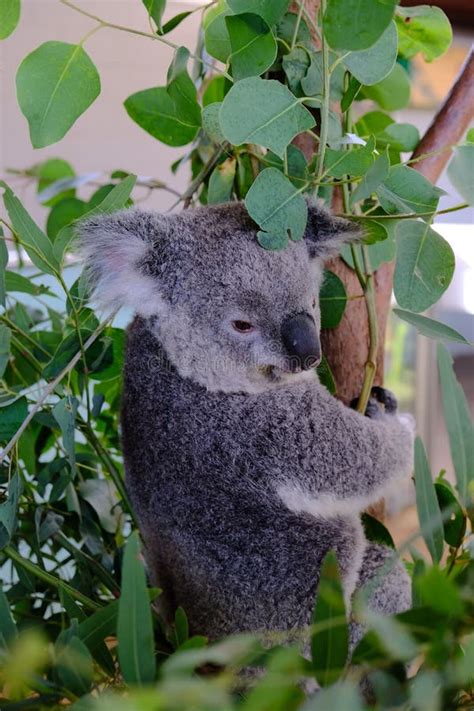 Koala On The Tree Taken At Wildlife Sydney Zoo Stock Photo Image Of
