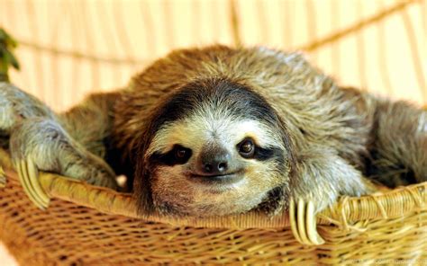 Similar Image Search For Post Buttercup The Sloth Wallpapers