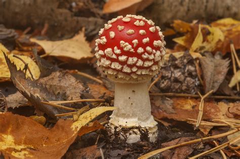 Photo 1670 15 Young Amanita Muscaria Fly Agaric
