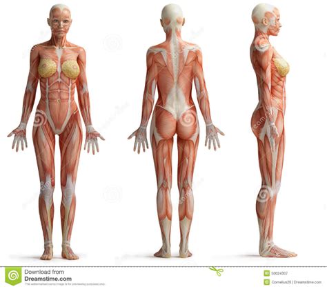 Illustration About Female Anatomy Isolated On White Illustration Of